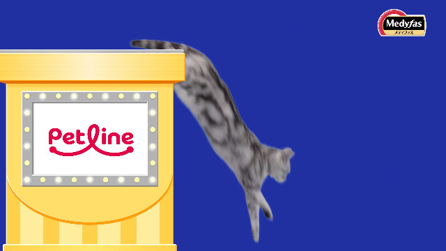 メディファス 子ねこ12か月まで キャットフード チキン味